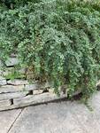 Plant name: Rockspray Cotoneaster Cotoneaster horizontalis 